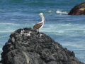 54 Punta Choros / Pelikan