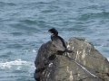 57 Punta Choros / Ööhh...noch ein Vogel